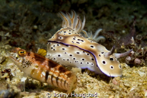 Nudi and a Goby by Jonny Haugstad 